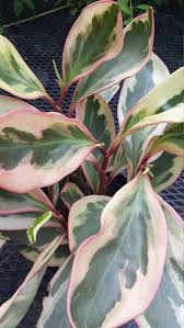 Tricolor Peperomia Is A Stunning Houseplant And So Easy To Care For The Bright Colors Of Pink Cream And Green Wi Plant Care Houseplant Peperomia Plant Plants