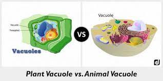 Check spelling or type a new query. Vacuole Definition Structure Function And Role In The Cell