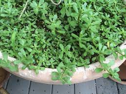 Check spelling or type a new query. Purslane Power A Teaspoon