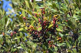 Image result for Euclea natalensis