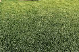 7 Lawn Care Tips for Sir Walter Buffalo Grass - Anco Turf