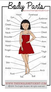They can name body parts as they go through the day. Body Parts