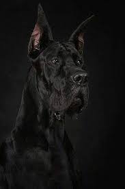 cnn slv adli kullanicinin dog panosundaki pin danua kopek turleri kopek