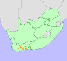 Image result for Euryops subcarnosus