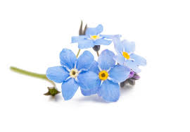 You can buy them from florist flower shops. 9 002 Forget Me Not Photos Free Royalty Free Stock Photos From Dreamstime