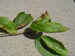 You should also prune off any branches that are growing in toward the center of the tree. Apple Scab Causes Naked Crabapple Trees News