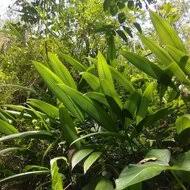 Image result for Curculigo latifolia