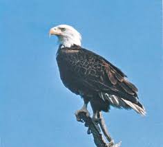 Bald Eagle Size Habitat Diet Facts Britannica