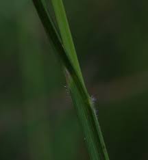 Image result for Scleria distans