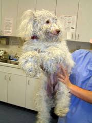No matter how much you love your dogs, their hair is still a nuisance to your house. How To Groom A Matted Dog Diy Dog Grooming
