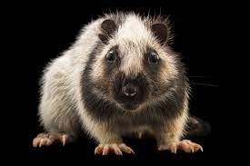 Attempts to raise them in captivity, however. Picture Of A Northern Luzon Cloud Rat Phloeomys Pallidus At The Plzen Zoo In The Czech Republic Rats Luzon Unusual Animals