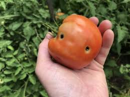 This bucket can be found at hardware stores. Protect Tomatoes From These 4 Common Pests Triblive Com