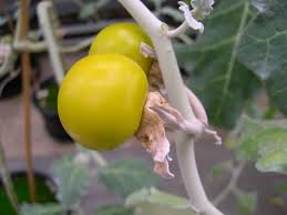 Image result for Solanum torreanum