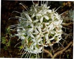 Image result for Pavetta sp. I