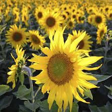 Sonnenblumen gehören einfach zum sommer dazu. Sonnenblumen Saen Und Pflegen