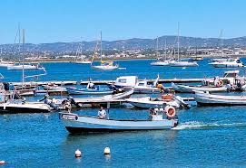 Image result for Faroa involucrata