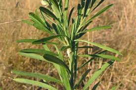 Image result for Polygala virgata