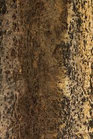 Image result for Schinziophyton rautanenii