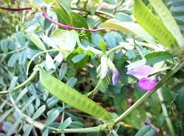 つい手に取りたくなるかわいい植物 カラスノエンドウ 植物 雑草 ソラマメ