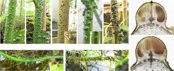 Image result for Aeschynomene schimperi