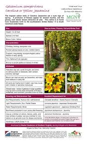 Image result for Gelsemium