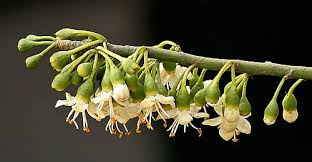 Image result for Sebaea pentandra