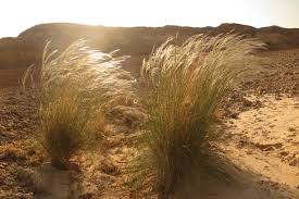 Image result for Stipagrostis