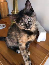 Domestic Short Hair Cat For Adoption In Denver Colorado Pixie In Denver Colorado Baby Cats Cute Cats Cat Adoption