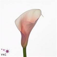 P Calla Lily Flamingo Zantedeschia Is A Salmon Arum Type Lily It Is Approx 70cm Amp Wholesaled In Batches Of Wholesale Flowers Calla Lily Flowers Uk