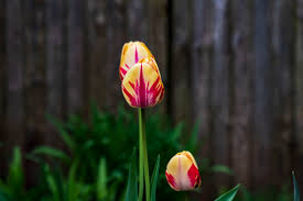 Shop a wide selection of products for your home at amazon.com. Ntvartists April Showers Bring May Flowers Through The Lens Of Kelly Teleglow Ntvli