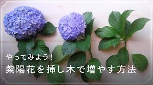 やってみた 紫陽花 アジサイ の増やし方 切り戻し剪定と挿し木の適期と生長 Lovegreen ラブグリーン