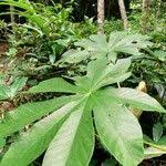 Image result for Musanga