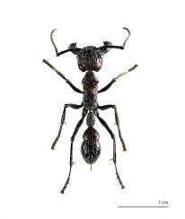 Pack Of 4 Large Ants Neoponera Villosa For All Your Etsy Ants Insects Tarantula Hawk