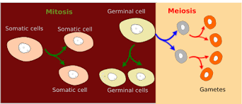 Maybe you would like to learn more about one of these? The Cell 8 Meiosis Atlas Of Plant And Animal Histology