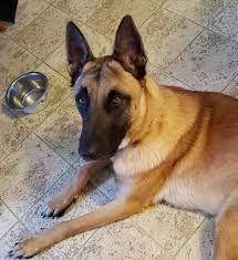 Adopt Yahtzee 1129 On Petfinder Malinois Dog Belgian Shepherd Belgian Malinois