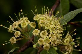 Image result for Crossopteryx