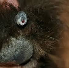 When pressed firmly against a wound (such as a nail bed), it clots the blood and. 5 Easy Ways To Stop A Dog S Bleeding Nail My Brown Newfies