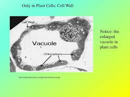 Plant cell is only found. Differences And Similarities Between Plant And Animal Cells Ppt Download