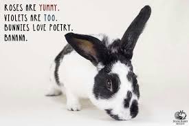 A Bunny Love Poem Bunny Crazy Bunny Lady Animals Friends