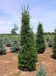 A naturally occurring variety is the black hills spruce (picea glauca var. Amazon Com Columnar Norway Spruce 4 Year Graft Spruce Trees Patio Lawn Garden Columnar Norway Spruce Plants Norway Spruce