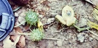 Image result for Lindackeria fragrans