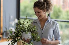 Application pour arroser ses plantes. Comment Faire Pour Arroser Ses Plantes Pendant Les Vacances Tout Pratique