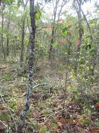 Image result for Cryptosepalum exfoliatum