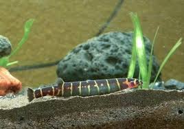 Caresheet Kuhli Loach Pangio Kuhlii Aquarium Fish Aquarium Pictures Freshwater Aquarium