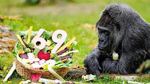 Photo Le zoo de Berlin célèbre les 69 ans de Fatou doyenne des gorilles ...