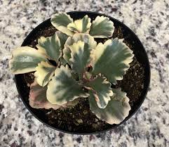Image result for Kalanchoe lateritia