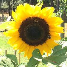 Seattle area of washington state's pick your own farms and orchards for fruit, vegetables, pumpkins and more. Three Creeks Farm Metchosin Online