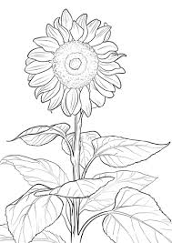 Ausmalbild Sonnenblume Ausmalbilder Kostenlos Zum Ausdrucken