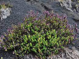 Image result for Clinopodium uhligii