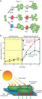 However, you can narrow all of those strains down to three primary types based on color: Photon Management For Augmented Photosynthesis Nature Communications